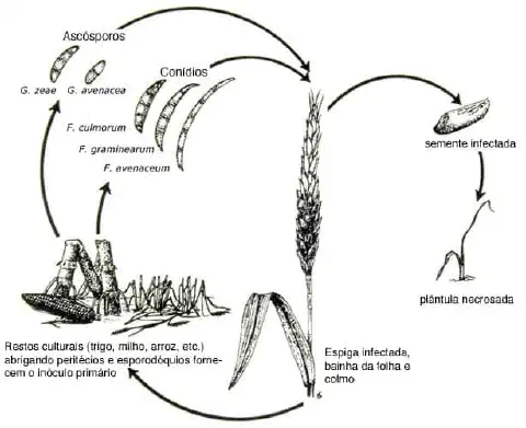 ciclo de vida da Giberela, uma importante doença fúngica que afeta cereais como trigo