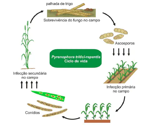 infográfico que ilustra o ciclo de vida do fungo Pyrenophora tritici-repentis, o agente causador da mancha-amar