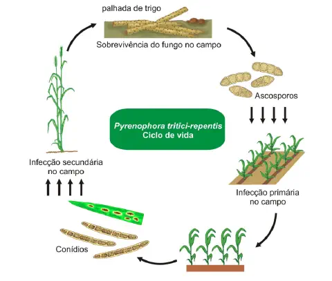 infográfico que ilustra o ciclo de vida do fungo Pyrenophora tritici-repentis, o agente causador da mancha-amar