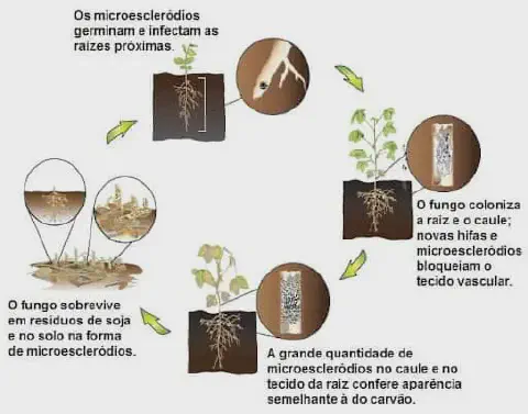 infográfico detalhado que ilustra o ciclo de vida de um fungo patogênico na cultura da soja, provavelmente a do