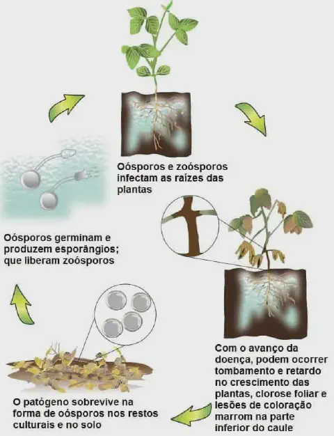 infográfico educativo que ilustra o ciclo de vida de uma doença fúngica em uma planta de soja, provavelmente a