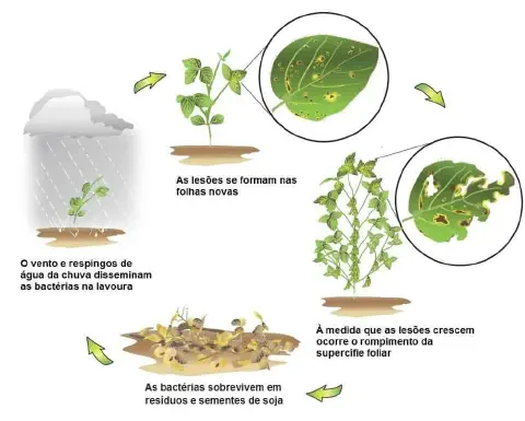 infográfico que ilustra o ciclo de vida de uma doença bacteriana na cultura da soja. O processo é apresentado e