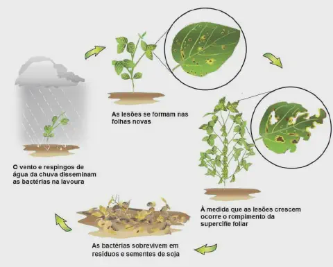 infográfico que ilustra o ciclo de vida de uma doença bacteriana na cultura da soja. O processo é apresentado e