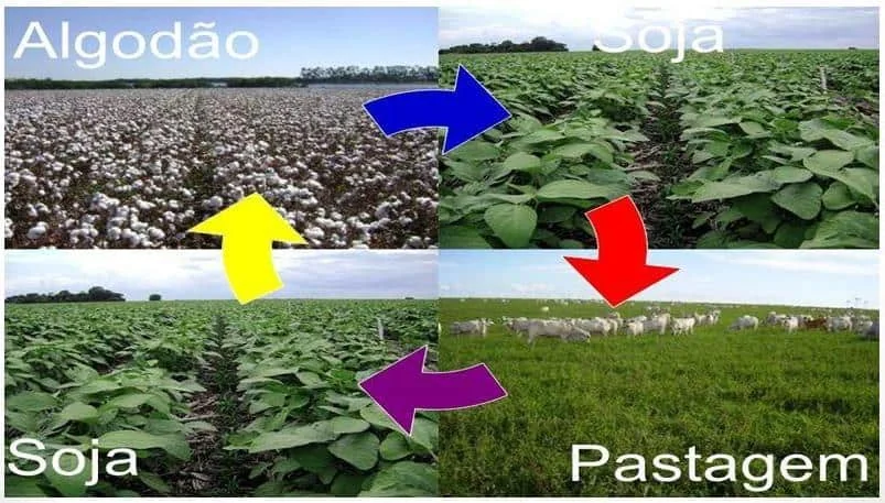 infográfico que ilustra o sistema de Integração Lavoura-Pecuária (ILP) através de um ciclo de rotação de cultur