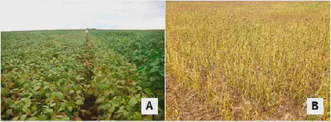 composição de duas fotografias, A e B, que comparam duas fases distintas do ciclo de uma lavoura de soja. Na i