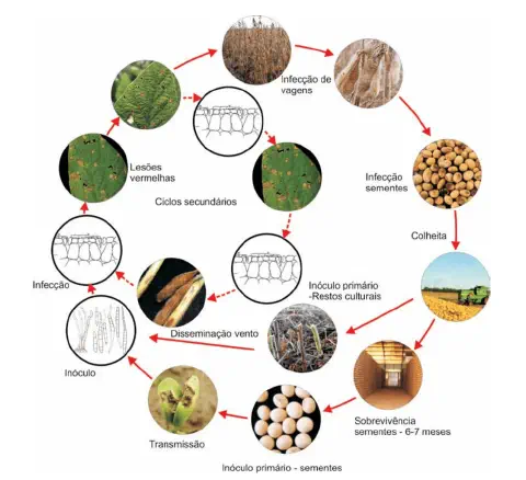 infográfico detalhado que ilustra o ciclo de vida de uma doença fúngica na cultura da soja. O diagrama circular