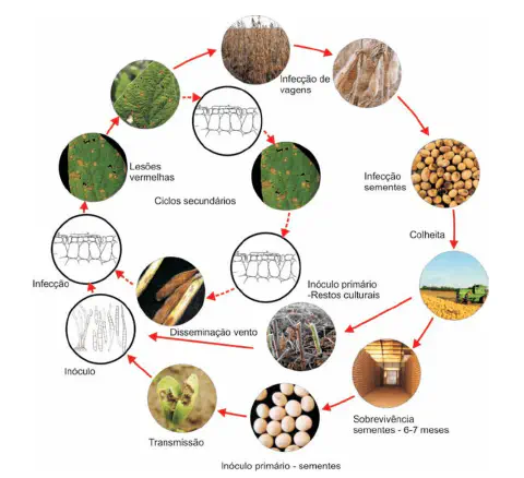 infográfico detalhado que ilustra o ciclo de vida de uma doença fúngica na cultura da soja. O diagrama circular