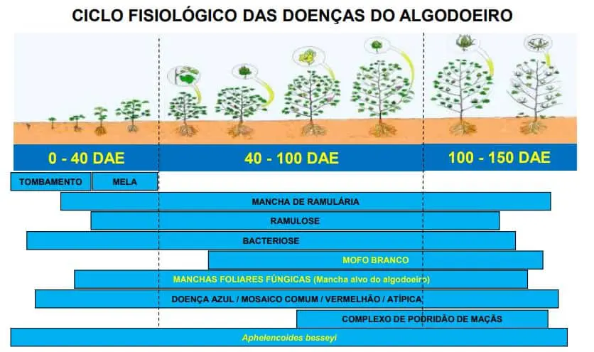 infográfico técnico que ilustra o ciclo fisiológico das doenças que afetam a cultura do algodoeiro. A parte sup