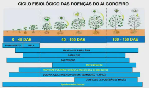 infográfico técnico que ilustra o ciclo fisiológico das doenças que afetam a cultura do algodoeiro. A parte sup