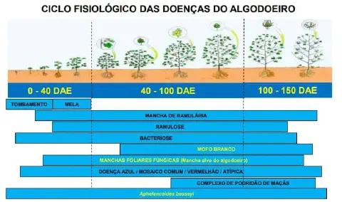 infográfico técnico que ilustra o ciclo fisiológico das doenças que afetam a cultura do algodoeiro. A parte sup