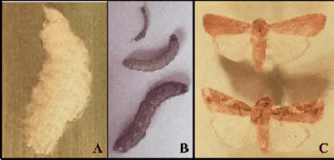 composição de três painéis (A, B, C) que ilustram as diferentes fases do ciclo de vida de uma praga agrícola,