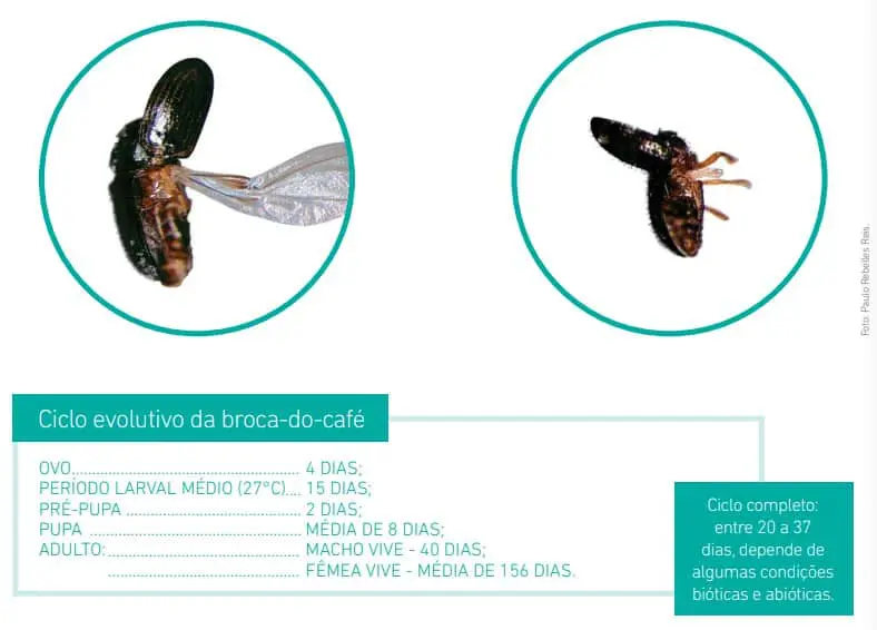infográfico educativo que detalha o ciclo de vida da broca-do-café (Hypothenemus hampei), uma das principais pr