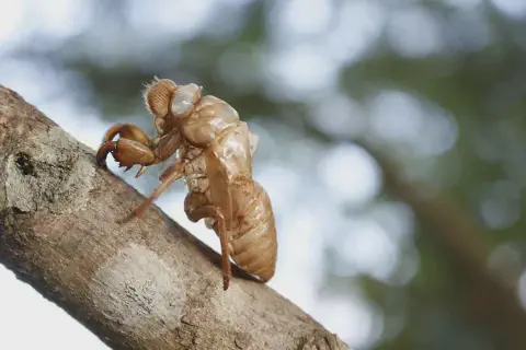 fotografia em close-up que captura a exúvia, o exoesqueleto vazio de uma cigarra, deixado para trás em um galh