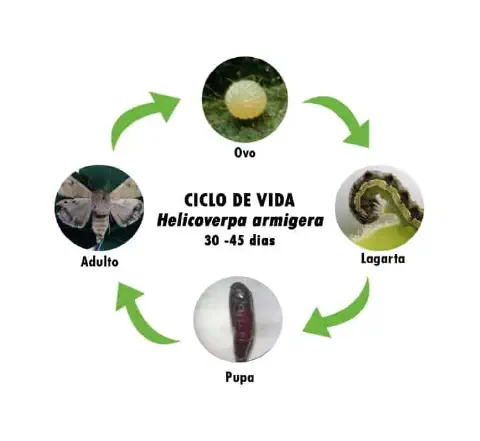 Ciclo de vida da Helicoverpa armigera: ovo, lagarta, pupa e mariposa adulta