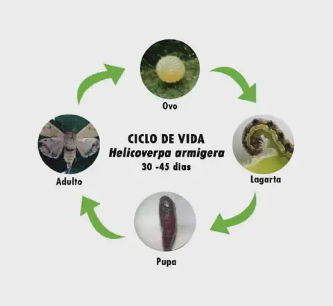 Ciclo de vida da Helicoverpa armigera: ovo, lagarta, pupa e mariposa adulta