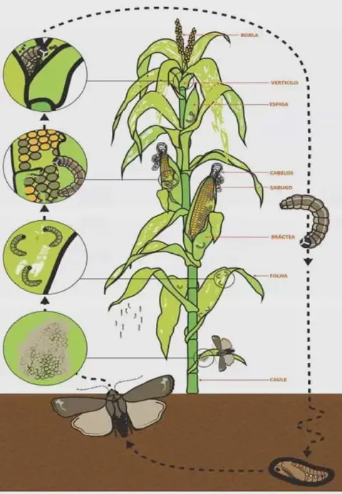 infográfico detalhado que ilustra o ciclo de vida de uma praga, provavelmente a lagarta-do-cartucho (Spodoptera