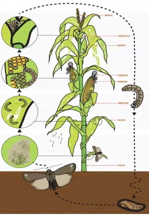 infográfico detalhado que ilustra o ciclo de vida de uma praga, provavelmente a lagarta-do-cartucho (Spodoptera