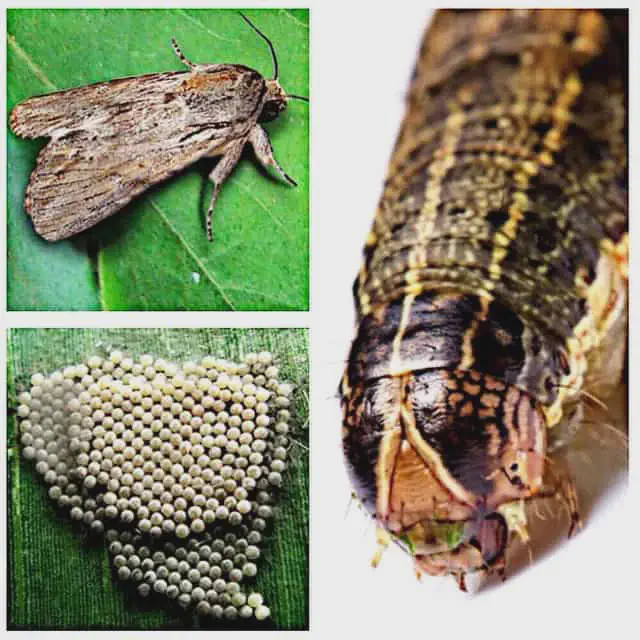 Ciclo de Vida da Lagarta-do-Cartucho: Ovo, Lagarta e Adulto Esta imagem é uma composição visual que ilustra as três principais fases do ciclo de vida de uma importante praga agrícola, a