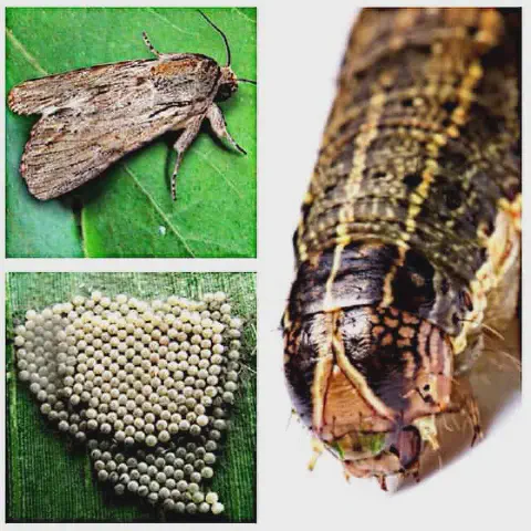 Esta imagem é uma composição visual que ilustra as três principais fases do ciclo de vida de uma importante praga agrícola, a