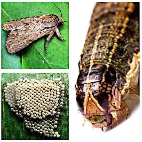 Esta imagem é uma composição visual que ilustra as três principais fases do ciclo de vida de uma importante praga agrícola, a
