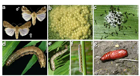 composição fotográfica que ilustra detalhadamente o ciclo de vida completo da lagarta-do-cartucho (Spodoptera