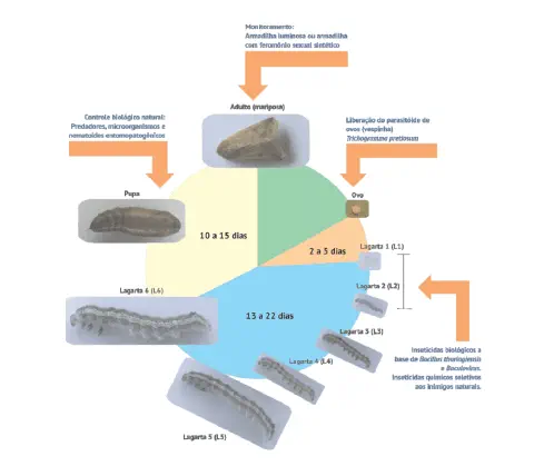 Este infográfico detalha o ciclo de vida de uma praga agrícola, especificamente uma mariposa, e as estratégias de Manejo Inte