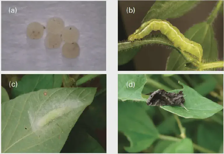 Ciclo de Vida da Lagarta-Falsa-Medideira na Soja Ciclo de vida completo da lagarta falsa-medideira na soja, mostrando as fases de ovo, lagarta, pupa e adulto.