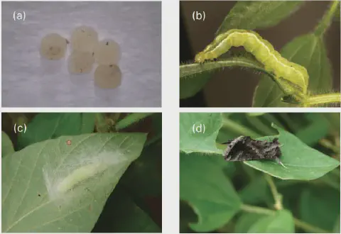 Ciclo de vida completo da lagarta falsa-medideira na soja, mostrando as fases de ovo, lagarta, pupa e adulto.