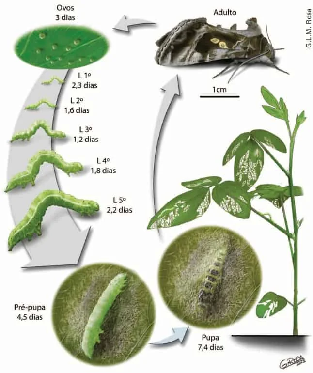 Ciclo de vida da lagarta: ovo, larva, pupa e mariposa adulta