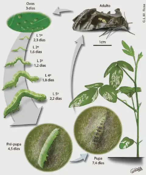 Ciclo de vida da lagarta: ovo, larva, pupa e mariposa adulta