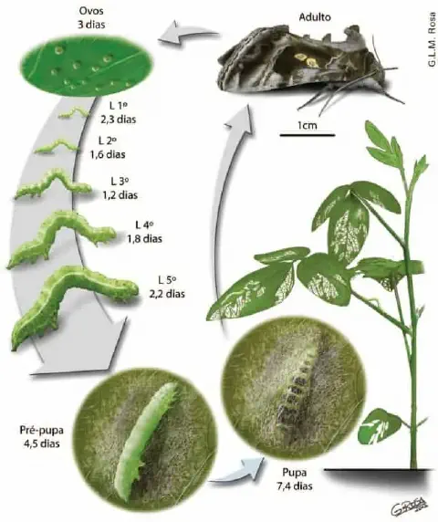 Ciclo de vida da lagarta: ovo, larva, pupa e mariposa adulta