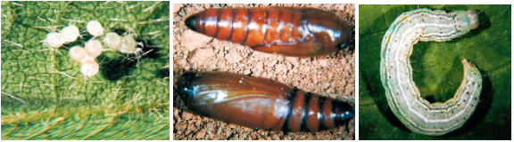 Ciclo de Vida da Lagarta: Ovo, Pupa e Larva na Lavoura composição de três fotografias que ilustram diferentes estágios do ciclo de vida de uma praga agrícola, provav