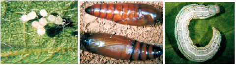 composição de três fotografias que ilustram diferentes estágios do ciclo de vida de uma praga agrícola, provav