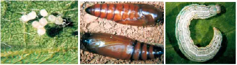 composição de três fotografias que ilustram diferentes estágios do ciclo de vida de uma praga agrícola, provav