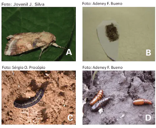Aspecto visual de adulto macho, dos ovos, da lagarta-preta e das pupas composição de quatro fotografias que ilustram o ciclo de vida completo da lagarta-rosca (provavelmente do gêne