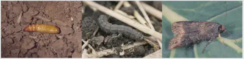 montagem composta por três fotografias que ilustram as diferentes fases do ciclo de vida da lagarta-rosca (Agr