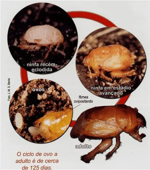 infográfico detalhado que ilustra o ciclo de vida de uma praga agrícola, provavelmente a pérola-da-terra (Eurhi