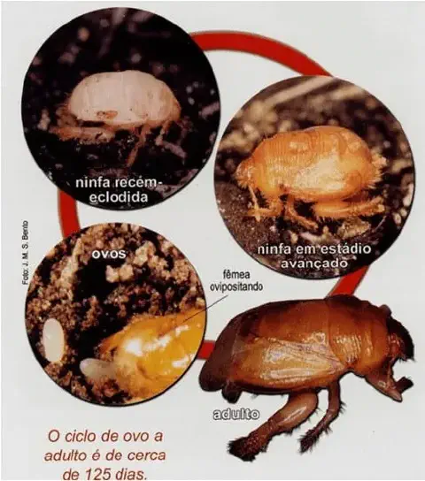 infográfico detalhado que ilustra o ciclo de vida de uma praga agrícola, provavelmente a pérola-da-terra (Eurhi
