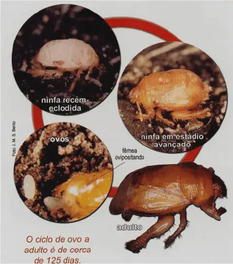 infográfico detalhado que ilustra o ciclo de vida de uma praga agrícola, provavelmente a pérola-da-terra (Eurhi