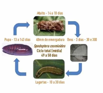 infográfico educacional que ilustra o ciclo de vida completo da praga agrícola Spodoptera cosmioides, também