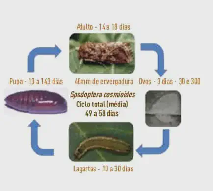 Ciclo de vida da lagarta-preta infográfico educacional que ilustra o ciclo de vida completo da praga agrícola *Spodoptera cosmioides*, também
