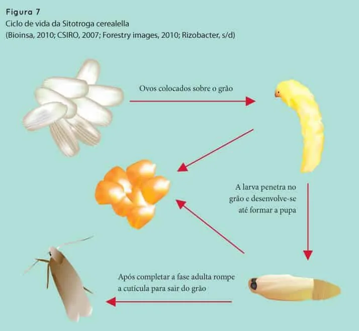 infográfico educativo que ilustra o ciclo de vida da ‘Sitotroga cerealella’, popularmente conhecida como traça-