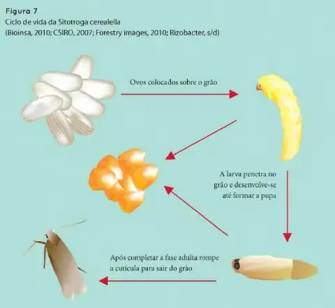 infográfico educativo que ilustra o ciclo de vida da 'Sitotroga cerealella', popularmente conhecida como traça-