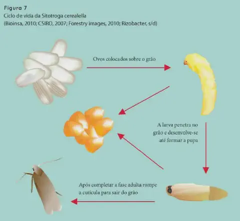infográfico educativo que ilustra o ciclo de vida da 'Sitotroga cerealella', popularmente conhecida como traça-