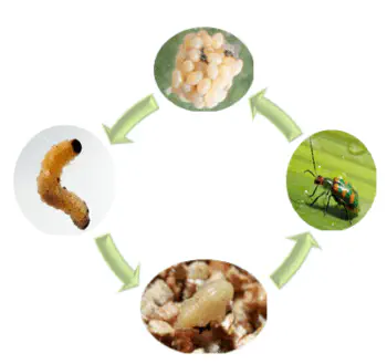 Ciclo de Vida da Vaquinha (Diabrotica speciosa): Fases infográfico que ilustra o ciclo de vida completo da vaquinha (Diabrotica speciosa), uma praga agrícola sign