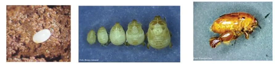 composição de três fotografias que ilustram as diferentes fases do ciclo de vida de um inseto-praga, provavelm