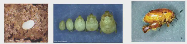 Ciclo de Vida da Vaquinha: Ovo, Ninfa e Adulto composição de três fotografias que ilustram as diferentes fases do ciclo de vida de um inseto-praga, provavelm