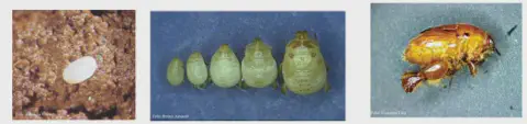 composição de três fotografias que ilustram as diferentes fases do ciclo de vida de um inseto-praga, provavelm