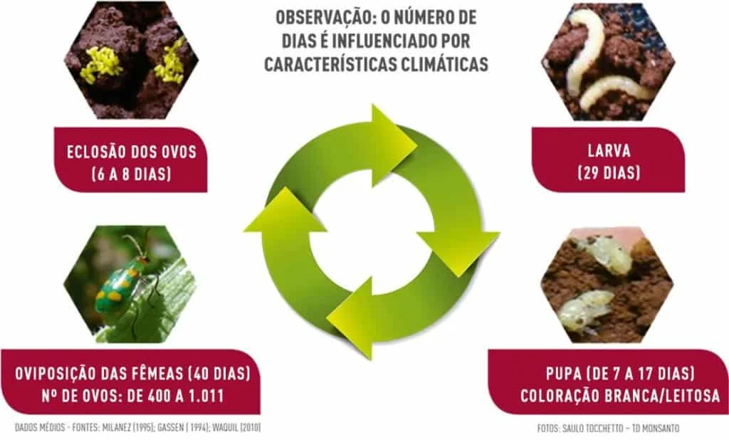 Este infográfico detalha o ciclo de vida de uma praga agrícola, provavelmente a vaquinha-verde-amarela (Diabrotica speciosa),