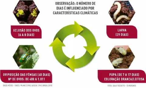 Este infográfico detalha o ciclo de vida de uma praga agrícola, provavelmente a vaquinha-verde-amarela (Diabrotica speciosa),